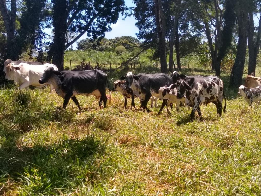 Pc Recupera Cabeças De Gado Furtados De Fazenda Em João Pinheiro