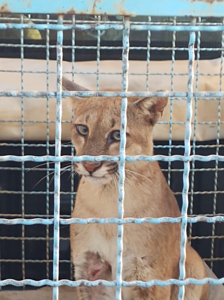 Divulgação /Polícia Militar Ambiental