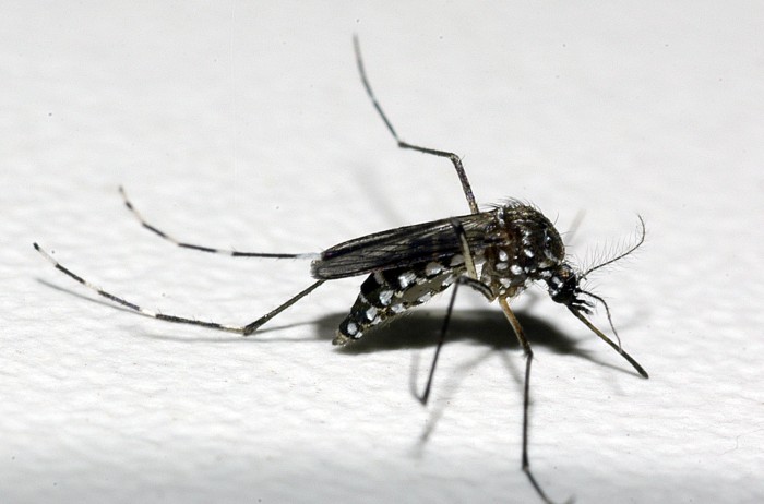 Saúde soma esforços com MS e Opas no combate à dengue, zika e chikungunya