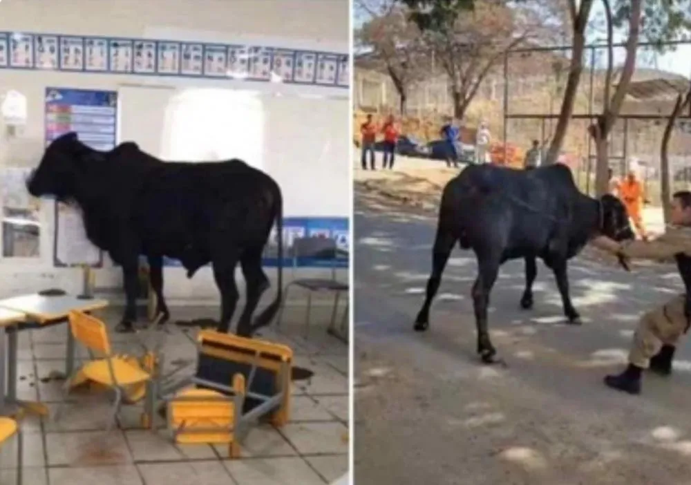 Reprodução Internet 