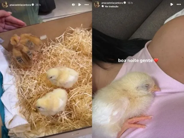 Pintinhos foram presenteados a Ana Castela pelos fãs mineiros (Reprodução: Instagram/@anacastelacantora)