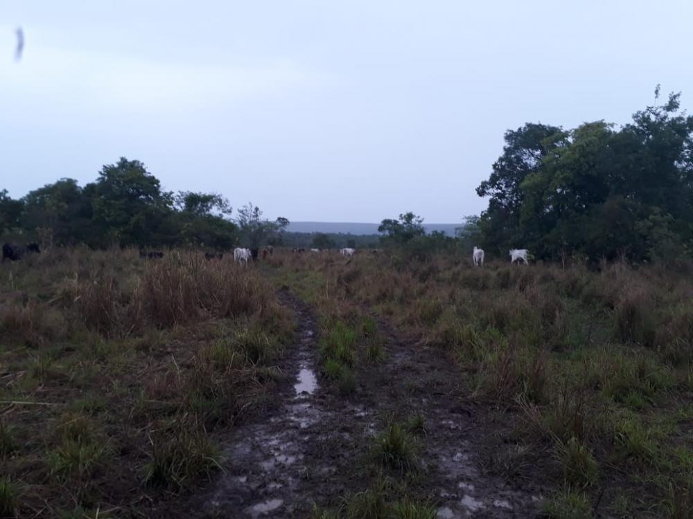 Trio é preso pela PC por suspeita de furto de gado em João Pinheiro