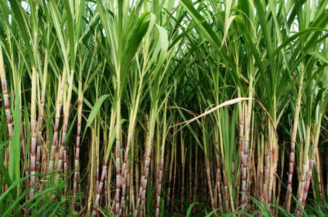 Foto: Da Internet