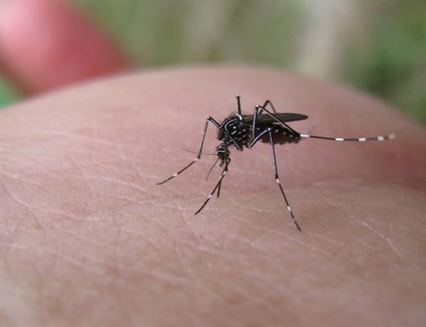 MP recomenda medidas de combate à dengue, zika e chikungunya em Coromandel e Abadia dos Dourados