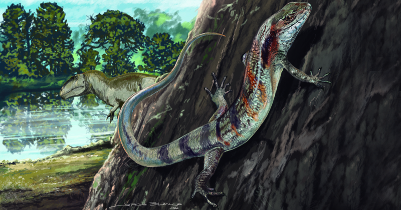 Reconstituição in vivo do Neokotus sanfranciscanus. Seu primeiro nome vem do grego, significa “novo e estranho”, já o segundo faz referência ao local onde foi encontrado, a Bacia Sedimentar Sanfranciscana. Ao fundo da ilustração, um dinossauro carcharodon