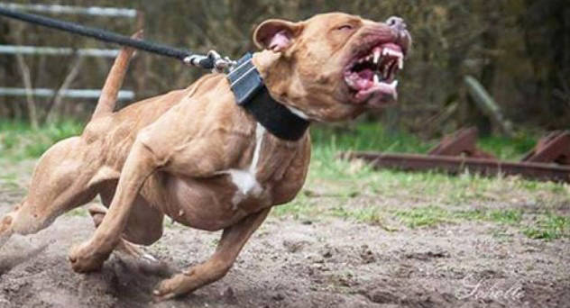 Mulher é atacada por Pit Bull ao salvar cãozinho em João Pinheiro