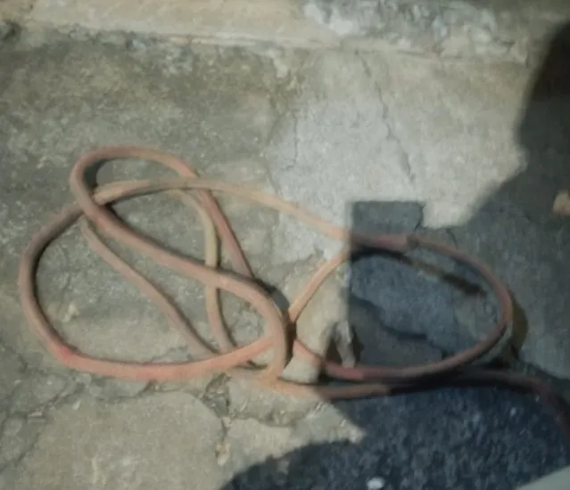 Gestante é agredida após flagrar ex-companheiro em ato de zoofilia; suspeito é preso e cão é abatido pela PM em Patos de Minas