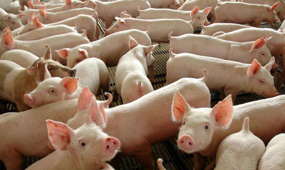 Divulgação Governo Federal