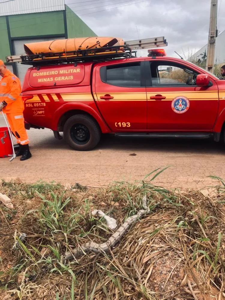 Corpo de Bombeiros captura jiboia em bairro de Unaí e devolve animal à naturez