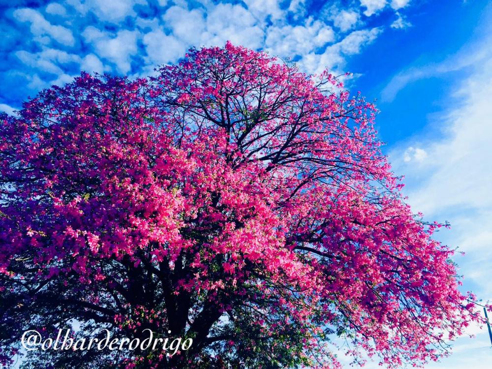 Paineira cor de rosa no centro da cidade de Paracatu