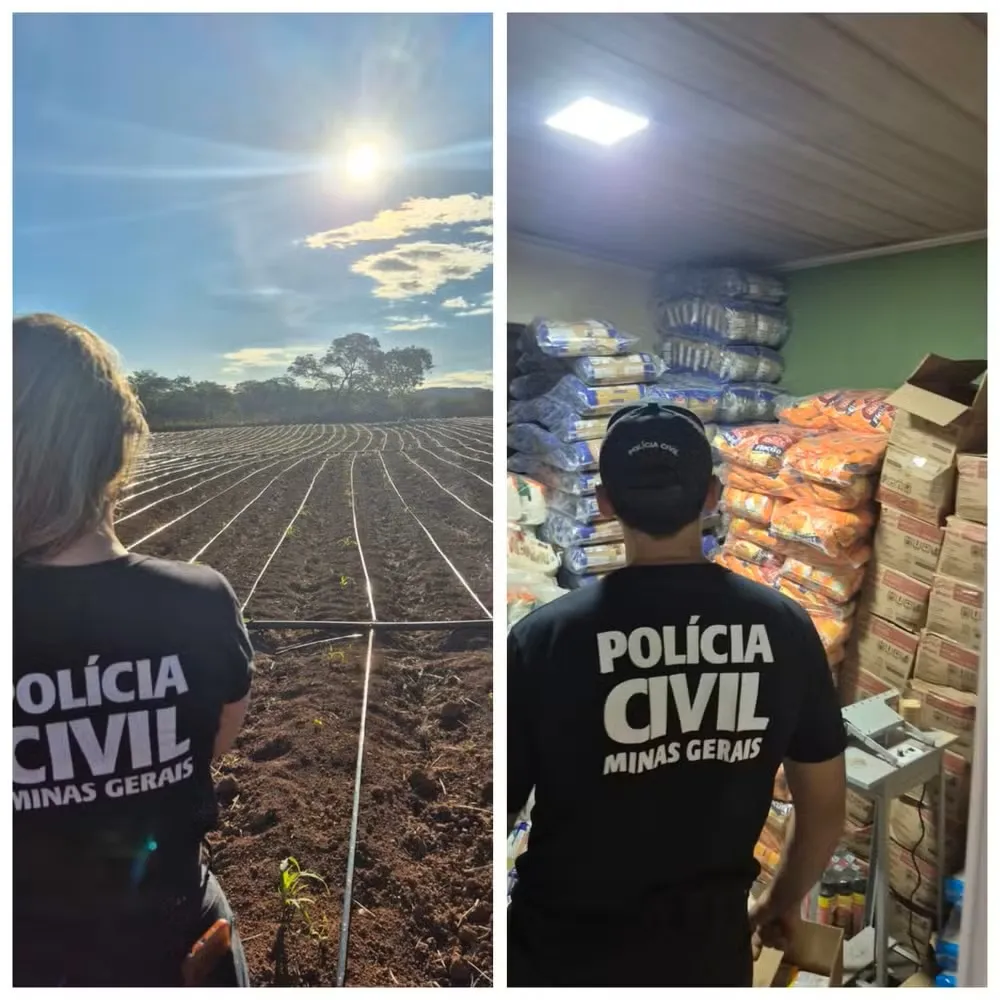 Polícia Civil encontra quarta plantação de maconha ligada a organização criminosa em Minas Gerais