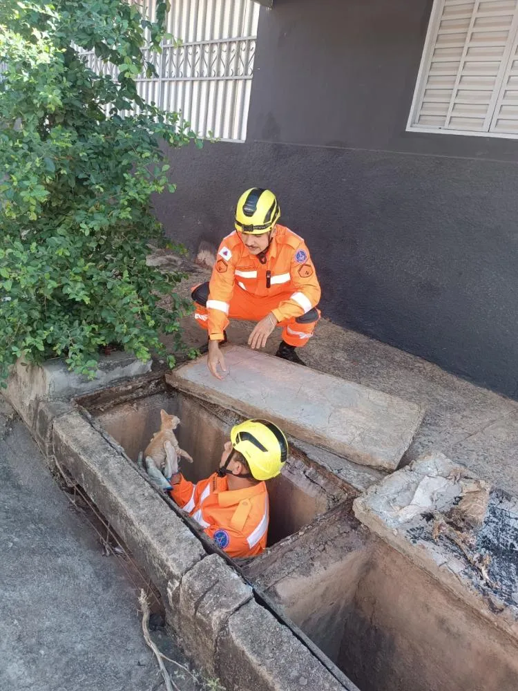 Bombeiros de Unaí mobilizam equipe para resgatar filhote de gato preso em bueiro no bairro Novo Horizonte