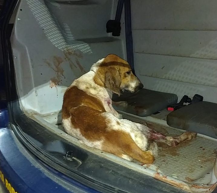 Divulgação/ Polícia Rodoviária Federal